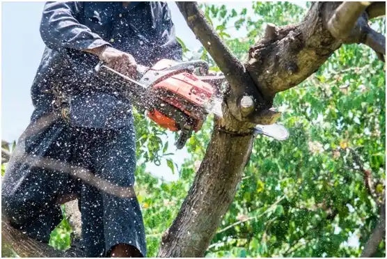tree services Rush Springs